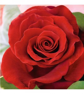 Salvrätik 33x33/20 Red Rose